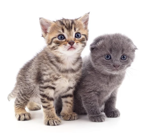Две Маленькие Кошки Изолированы Белом Фоне — стоковое фото