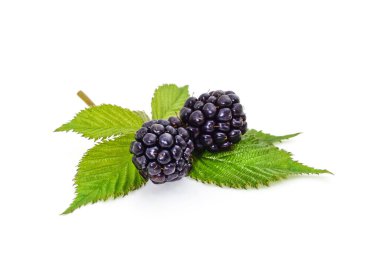 Big and ripe berries blackberries isolated on white background.