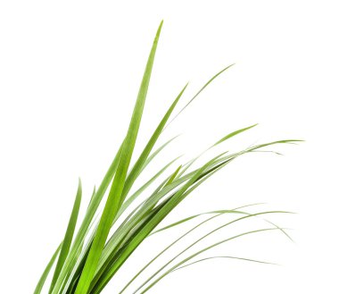 Bunch of long green grass on a white background.