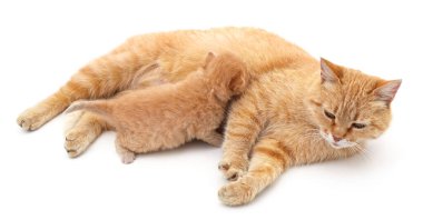 Kırmızı kedi ve kedi yavrusu beyaz arka planda izole edilmiş..