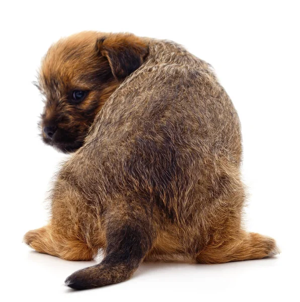 One Brown Puppy Its Back Turned Isolated White Background — Fotografia de Stock