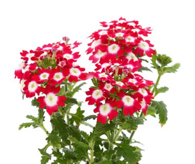 Beyaz arka planda izole edilmiş kırmızı verbena buketi..