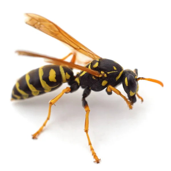 Eine Kleine Wespe Isoliert Auf Weißem Hintergrund — Stockfoto