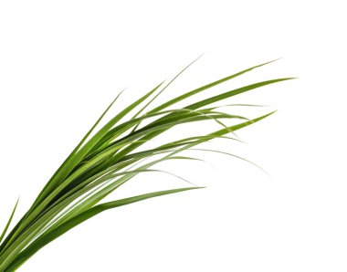 Yeşil çim beyaz bir arka plan üzerinde izole demet.