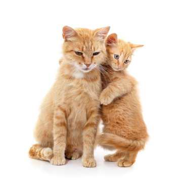 Beyaz arka planda kedisi olan anne kedi izole edilmiş..