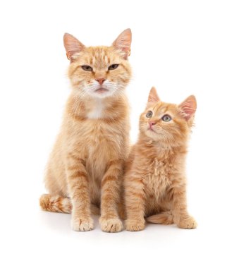 Beyaz arka planda kedisi olan anne kedi izole edilmiş..