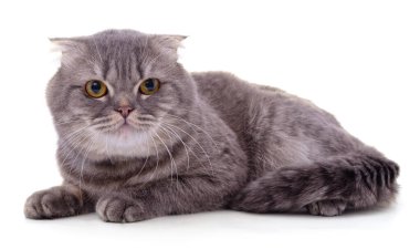 Gri güzel kedi beyaz arka planda izole edilmiş..