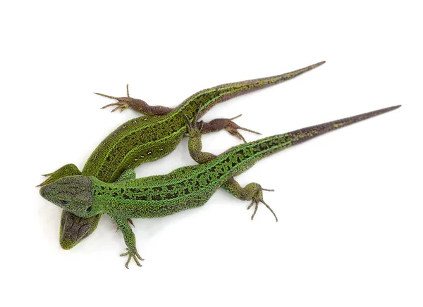 Deux Lézards Verts Isolés Sur Fond Blanc — Photo