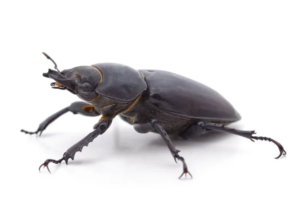 Escarabajo Negro Aislado Sobre Fondo Blanco — Foto de Stock