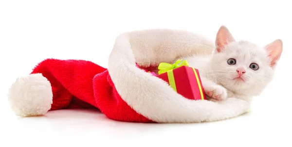 Gatito Sombrero Navidad Aislado Sobre Fondo Blanco — Foto de Stock