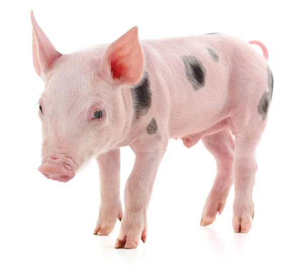 Pequeno Porco Rosa Isolado Fundo Branco — Fotografia de Stock