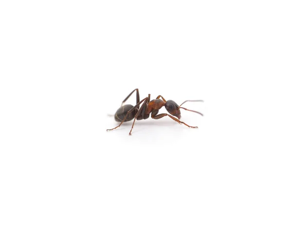 Jedna Mała Mrówka Odizolowana Białym Tle — Zdjęcie stockowe