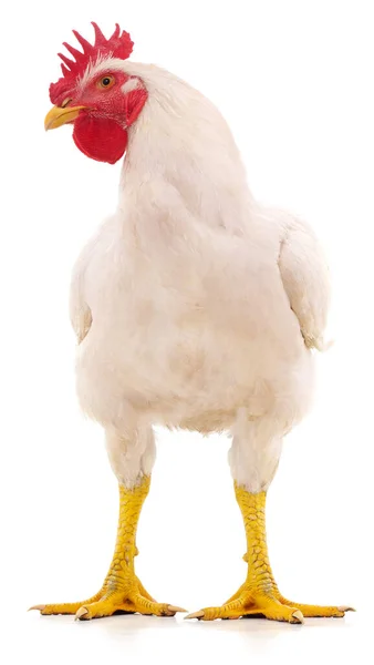 Big White Cock Isolated White Background — Stock Photo, Image