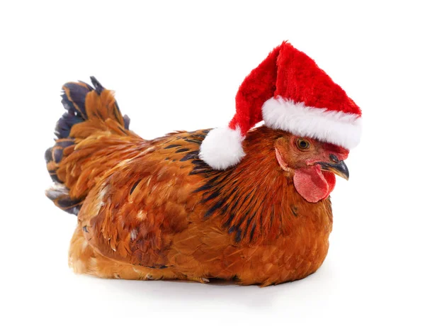 Poulet Chapeau Noël Isolé Sur Fond Blanc — Photo