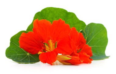 Beyaz bir arka plan üzerinde izole yaprakları ile kırmızı nasturtium.