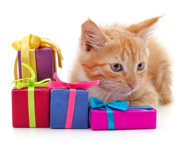 Kedi yavrusu ve hediyeler beyaz arka planda izole edilmiş..
