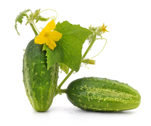Een Komkommer Met Bloem Blad Geïsoleerd Een Witte Achtergrond — Stockfoto