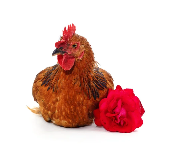 Beyaz Arka Planda Kırmızı Gül Olan Tavuk — Stok fotoğraf