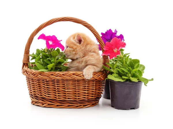 Kitten Basket Petunia Isolated White Background — 스톡 사진
