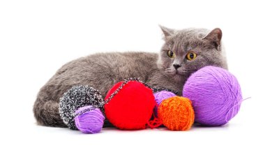 Beyaz arka planda yalıtılmış iplik yumakları olan bir kedi..