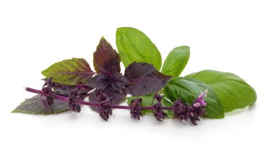 Fesleğen yapraklı dal beyaz arkaplanda izole.