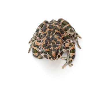 Beyaz arka planda izole edilmiş büyük bir benekli kurbağa..