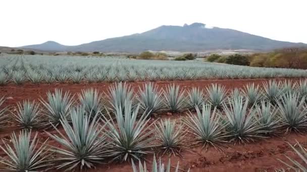 Cultivo Maguey Region Tequila — Stok Video
