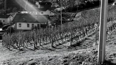 Güneş ışınlarıyla aydınlanan üzüm bağları siyah ve beyaz.