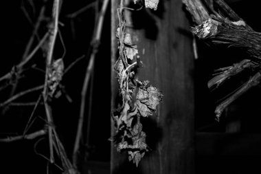 Bitkiler ve yapraklar siyah ve beyaz yakın plan