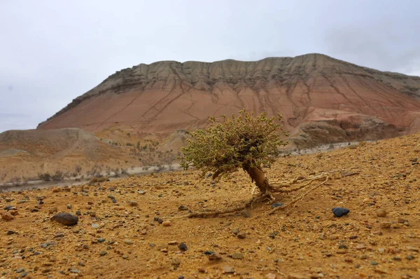 Kazakhstan State Central Asia Country Landscapes Stretch West East Caspian — стокове фото