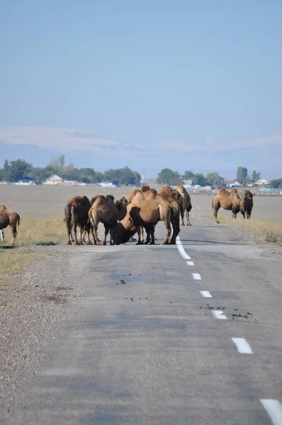 Kazakistan Orta Asya 'da bir devlettir. Ülkenin manzaraları batıdan doğuya Hazar Denizi 'nden Altai Dağları' na ve kuzeyden güneye Batı Sibirya ovalarından Orta Asya 'nın vahaları ve çöllerine kadar uzanır. 10 tane var.