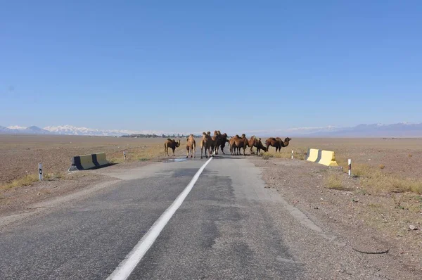 Kazakhstan State Central Asia Country Landscapes Stretch West East Caspian — стоковое фото