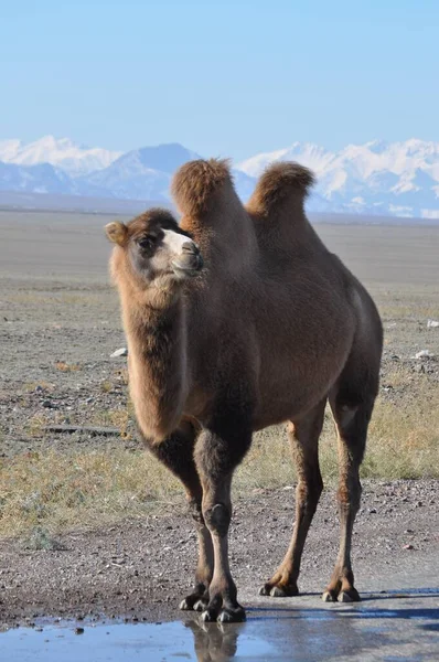 Kazakhstan State Central Asia Country Landscapes Stretch West East Caspian — Zdjęcie stockowe