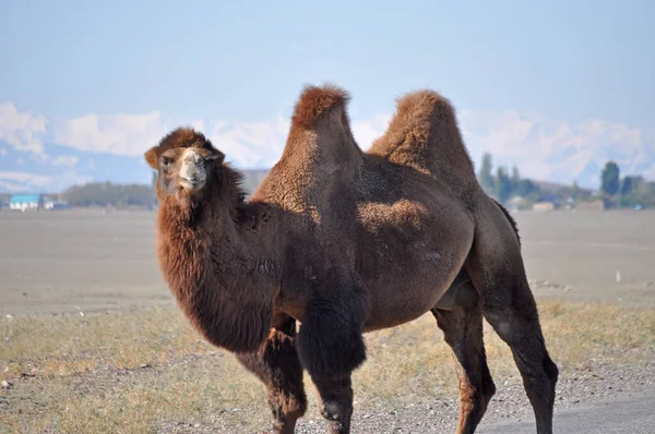 Kazakhstan State Central Asia Country Landscapes Stretch West East Caspian — Zdjęcie stockowe