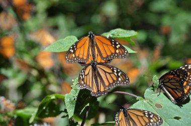 Kral kelebeği Nymphalidae familyasından bir kelebek türüdür. Kuzey Amerika 'nın en ünlü kelebeklerinden biri..