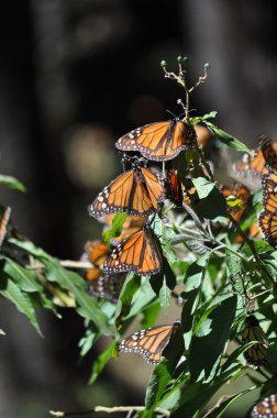 Kral kelebeği Nymphalidae familyasından bir kelebek türüdür. Kuzey Amerika 'nın en ünlü kelebeklerinden biri..