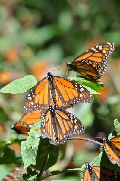 The monarch butterfly is a species of butterfly in the Nymphalidae family. One of the most famous butterflies in North America.