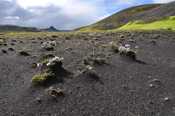아이슬란드는 지질학적 지역이다 은주로 모래와 용암으로 뒤덮인 폭포로 이루어져 — 스톡 사진