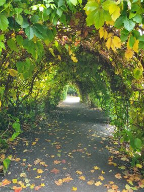 Norveç, Oslo, Botanik Bahçesi. Üzüm kemeri