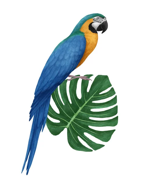 Hand Drawn Illustration Parrot Palm Leaf — Stock Photo, Image