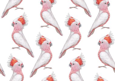 parrots pattern hand drawn birds background 