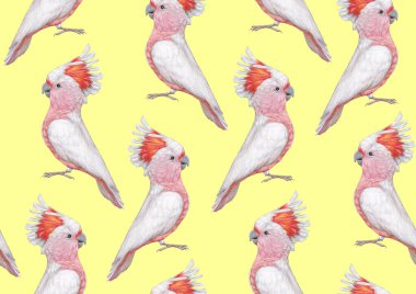 parrots pattern hand drawn birds background 