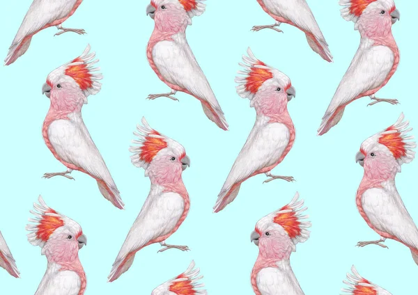 Parrots Pattern Hand Drawn Birds Background — Foto Stock