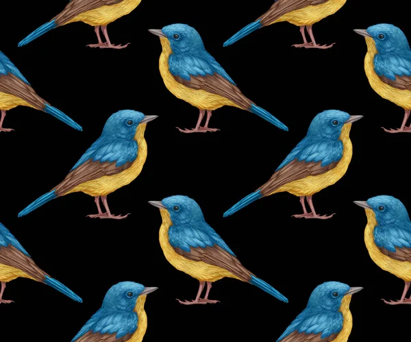 Birds Pattern Hand Drawn Colorful Background — 图库照片