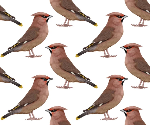 Birds Pattern Hand Drawn Colorful Background — Stock Photo, Image