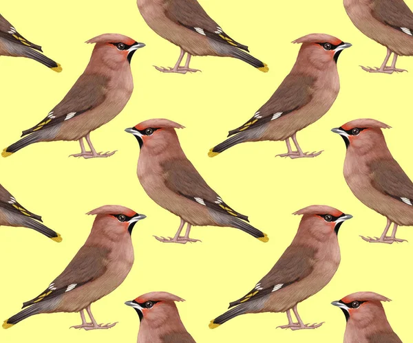 Birds Pattern Hand Drawn Colorful Background — Photo