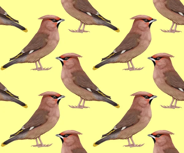 Birds Pattern Hand Drawn Colorful Background — Foto de Stock