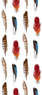 suluboya tüyler, beyaz arkaplanda resimler