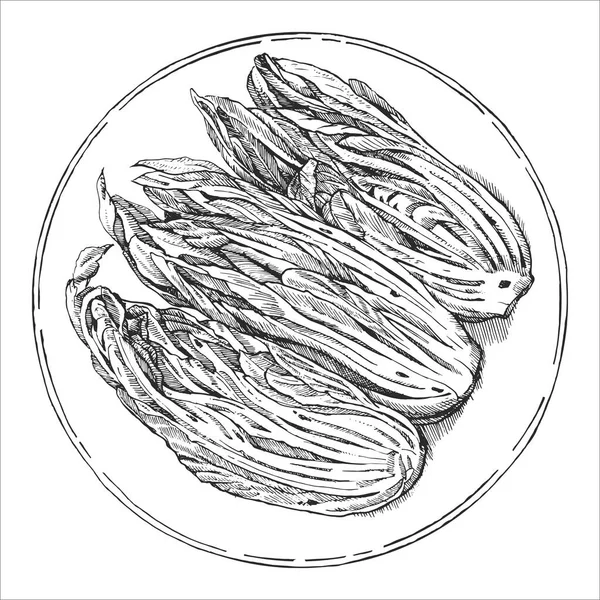 Pratos Asiáticos Ilustração Desenhada Mão Kimchi Vector Desenho Tinta — Vetor de Stock