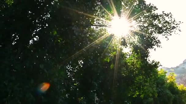 Solstrålar bryter igenom grenar av träd — Stockvideo